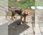 Small #1 Mutt