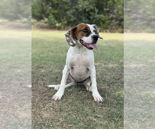 Medium Photo #8 Boxer-Unknown Mix Puppy For Sale in PIPE CREEK, TX, USA