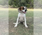 Small #7 Boxer Mix