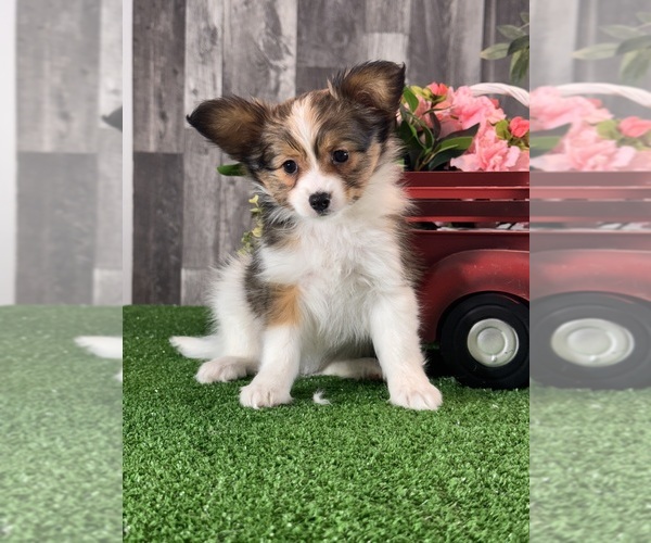 Medium Photo #1 Papillon Puppy For Sale in CANOGA, NY, USA