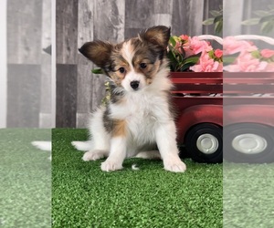 Papillon Puppy for sale in CANOGA, NY, USA