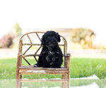 Small Photo #1 Schnoodle (Miniature) Puppy For Sale in WARSAW, IN, USA