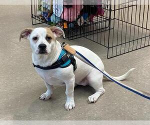 Marshmallow - Peki-a-pit - Female American Pit Bull Terrier-Pekingese Mix Dog for Adoption - Photo #6