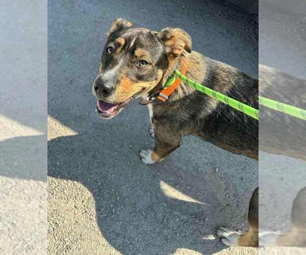 Medium Photo #1 Catahoula Leopard Dog-Unknown Mix Puppy For Sale in Evansville, IN, USA