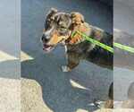 Small Catahoula Leopard Dog Mix