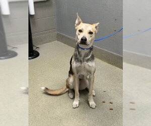 German Shepherd Dog-Unknown Mix Dogs for adoption in Las Vegas, NV, USA