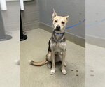 Small German Shepherd Dog Mix