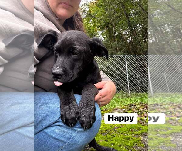 Medium Photo #2 Mutt Puppy For Sale in Hinton, WV, USA
