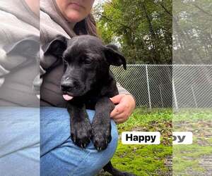 Happy (13wo, 20lbs) - Male Mutt Dog for Adoption - Photo #2