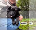 Small Photo #2 Mutt Puppy For Sale in Hinton, WV, USA