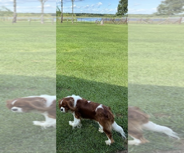 Medium Photo #1 Aussalier Puppy For Sale in PICAYUNE, MS, USA