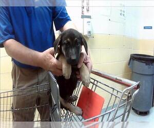 German Shepherd Dog-Unknown Mix Dogs for adoption in Tulsa, OK, USA