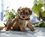 Small #1 Shorkie Tzu