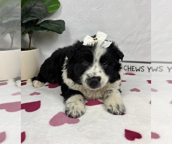Medium Photo #4 Australian Cattle Dog-Miniature Australian Shepherd Mix Puppy For Sale in FRANKLIN, IN, USA