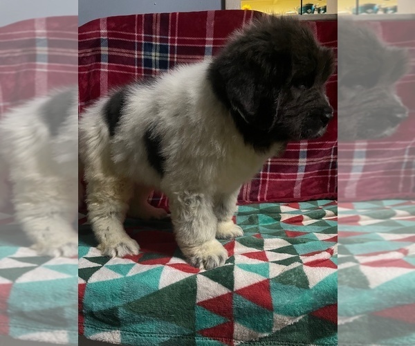 Medium Photo #8 Newfoundland Puppy For Sale in AURORA, IN, USA