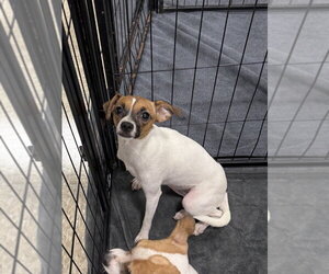 Chug Dogs for adoption in Bolivar, MO, USA