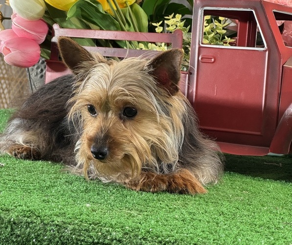Medium Photo #3 Yorkshire Terrier Puppy For Sale in CANOGA, NY, USA