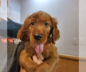 Irish Setter Puppy for sale in ATTICA, MI, USA