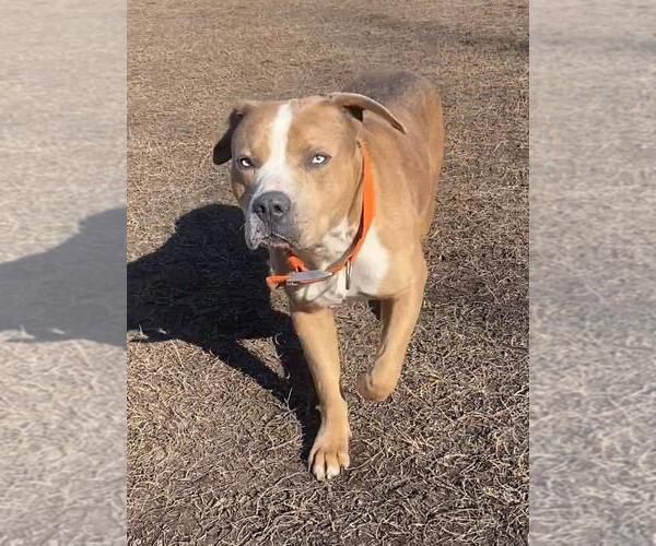 Medium Photo #4 American Pit Bull Terrier-Unknown Mix Puppy For Sale in Virginia Beach, VA, USA