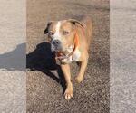Small #3 American Pit Bull Terrier Mix