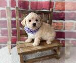 Small Havanese-Poodle (Toy) Mix