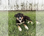Small Photo #11 Texas Heeler Puppy For Sale in CENTRALIA, IL, USA