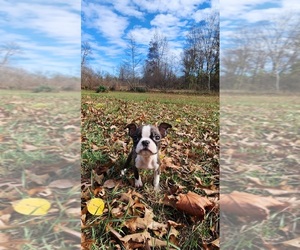 Boston Terrier Puppy for sale in SUMPTER TWP, MI, USA
