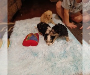Cavapoo Puppy for sale in KENNEDALE, TX, USA