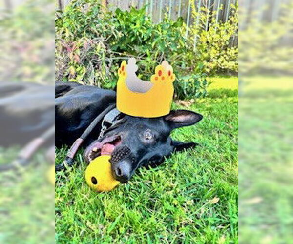 Medium Photo #2 German Shepherd Dog-Unknown Mix Puppy For Sale in Fremont, CA, USA