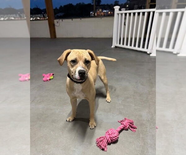 Medium Photo #2 Labrador Retriever-Unknown Mix Puppy For Sale in Genesee, WI, USA