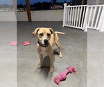 Small Photo #2 Labrador Retriever-Unknown Mix Puppy For Sale in Genesee, WI, USA