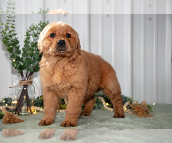 Medium Photo #3 Golden Retriever Puppy For Sale in HOLMESVILLE, OH, USA