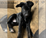 Small Photo #8 Dachshund-Labrador Retriever Mix Puppy For Sale in Anchorage, AK, USA