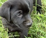 Puppy Pup 3 Diamond Labrador Retriever