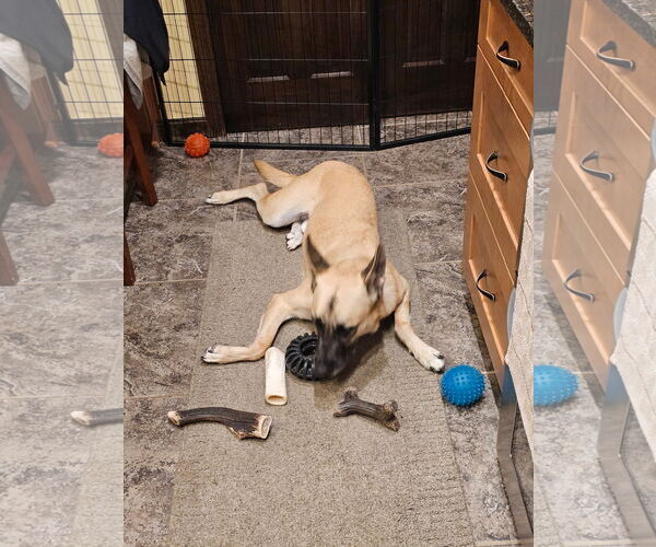 Medium Photo #6 Mutt Puppy For Sale in Stevens Point, WI, USA