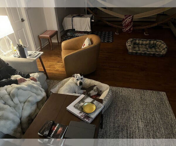 Medium Photo #15 Dogo Argentino-Labrador Retriever Mix Puppy For Sale in Brewster, NY, USA