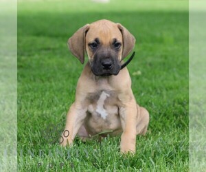 Great Dane Puppy for sale in LITITZ, PA, USA