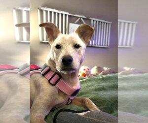 Mutt Dogs for adoption in Mouth Of Wilson, VA, USA