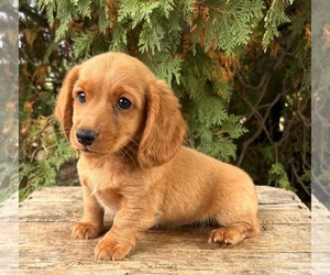 Dachshund Puppy for sale in MIDDLEBURY, IN, USA
