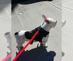 Small #3 Bulldog-Staffordshire Bull Terrier Mix