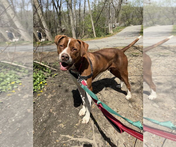 Medium Photo #21 Boxador Puppy For Sale in Elmsford, NY, USA