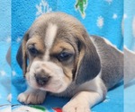 Small Photo #8 Beagle Puppy For Sale in COOS BAY, OR, USA