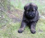 Small Photo #10 German Shepherd Dog Puppy For Sale in REDFIELD, AR, USA