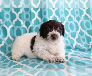 Aussie-Poo Puppy for sale in SHILOH, OH, USA