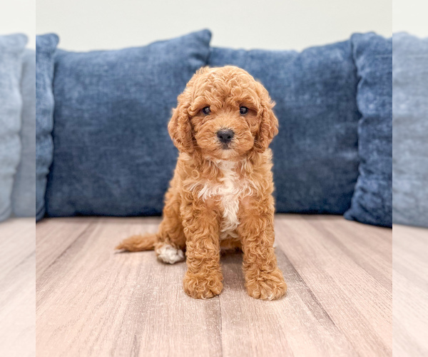 Medium Photo #1 Miniature Labradoodle Puppy For Sale in MILLERSBURG, OH, USA