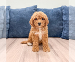 Image preview for Ad Listing. Nickname: Madison