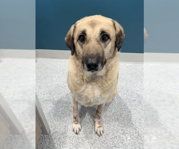Medium Photo #1 Anatolian Shepherd Puppy For Sale in Palmetto, FL, USA