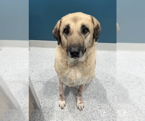 Anatolian Shepherd Dogs for adoption in Palmetto, FL, USA