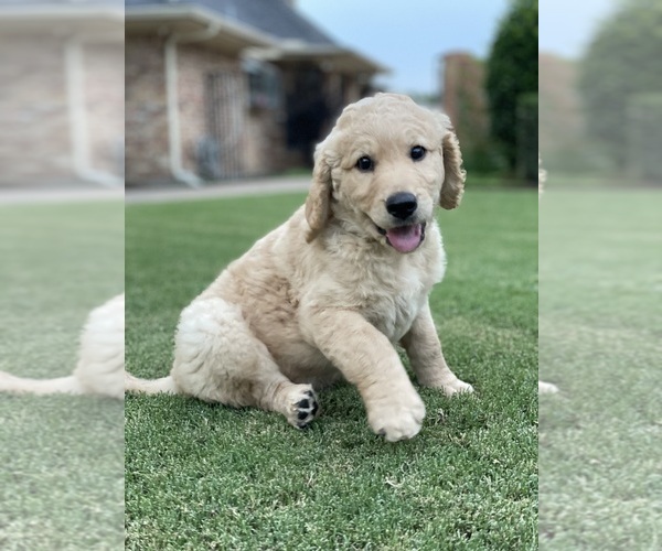 Medium Photo #2 Goldendoodle Puppy For Sale in FORT WORTH, TX, USA