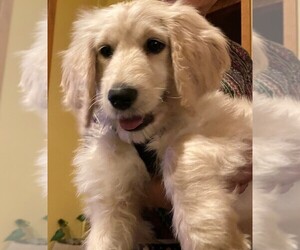 Goldendoodle Puppy for sale in ACTON, MA, USA